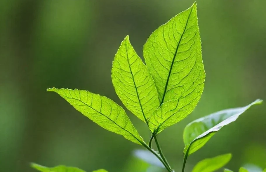 Solvency 2 Own Risk and Solvency Assessment