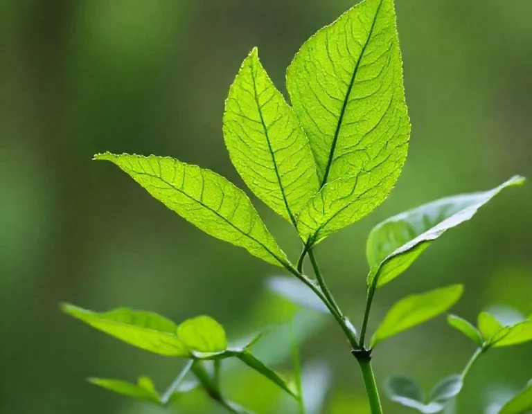 Climat et durabilité